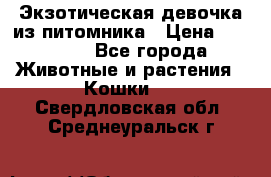 Экзотическая девочка из питомника › Цена ­ 25 000 - Все города Животные и растения » Кошки   . Свердловская обл.,Среднеуральск г.